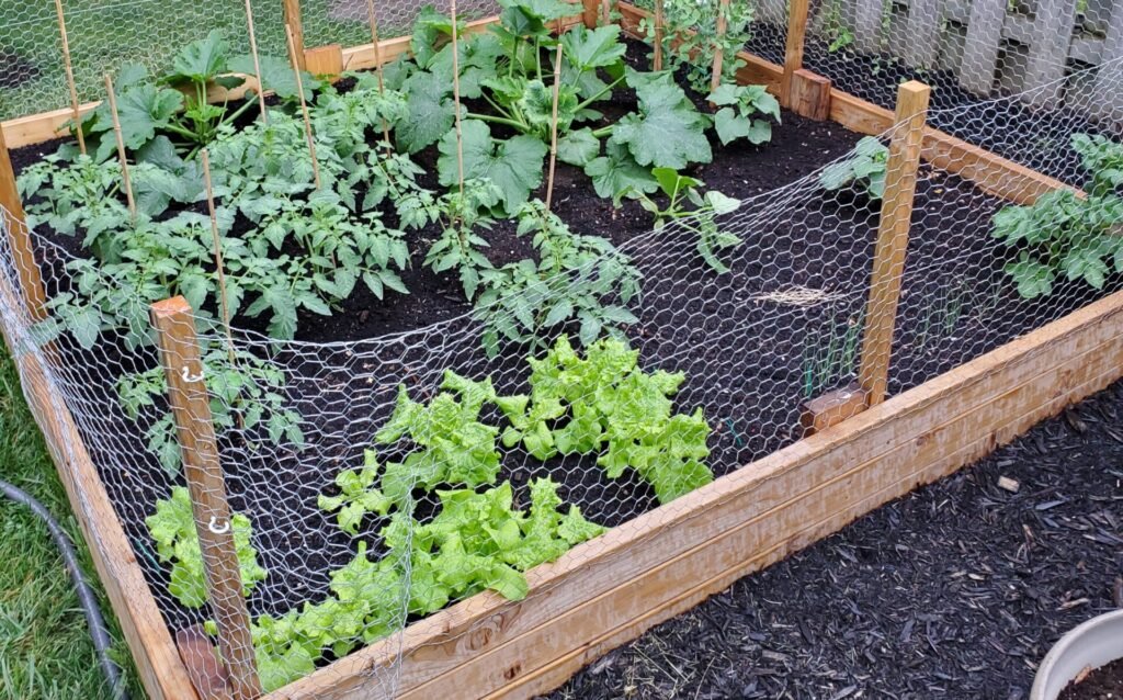 First garden bed and the reason why we love gardening