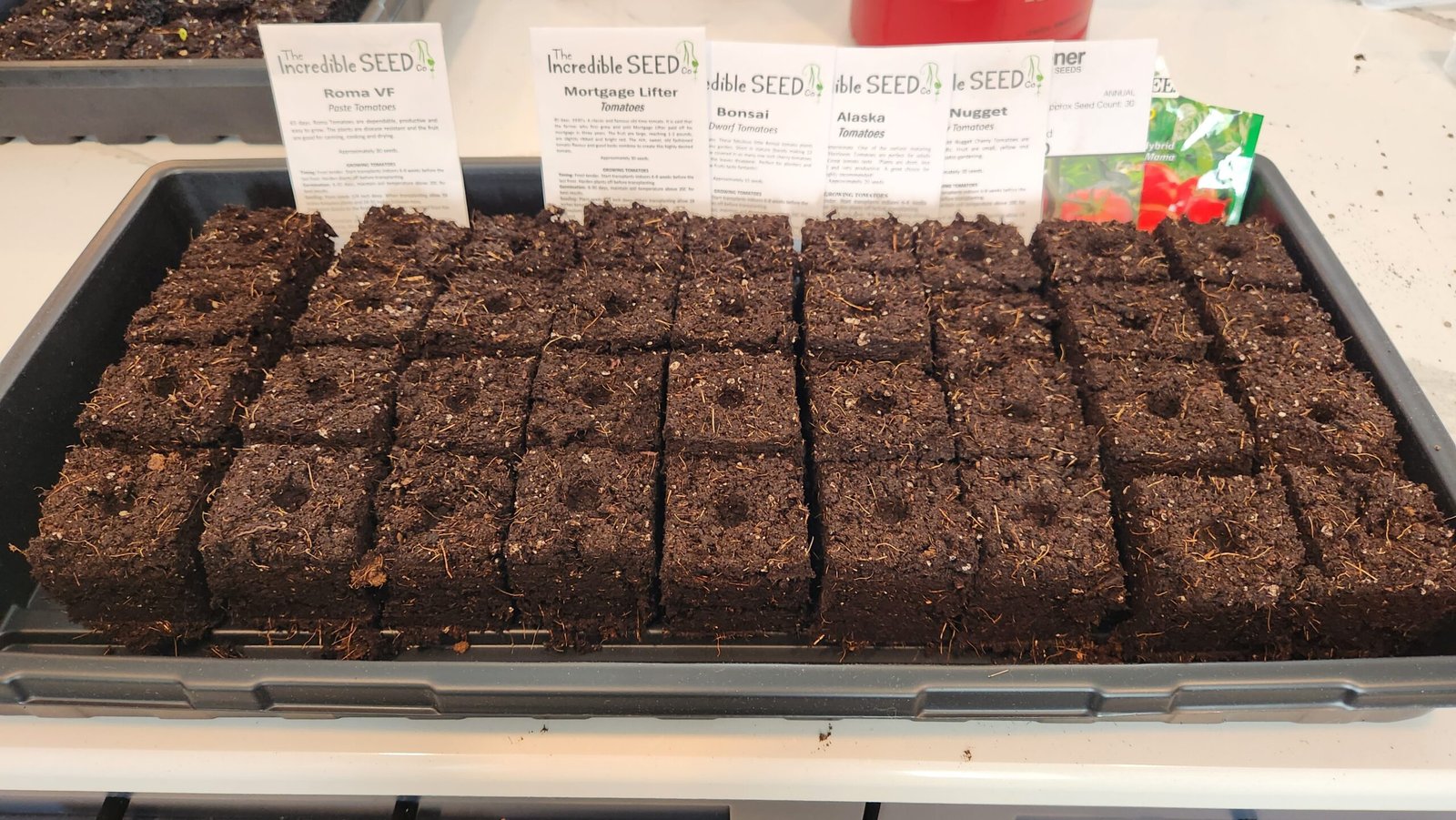 Soil blocking tomato seeds for planting in our garden
