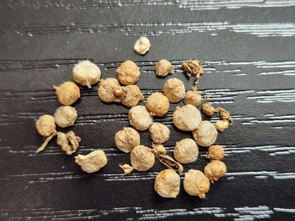 Image of spinach seeds