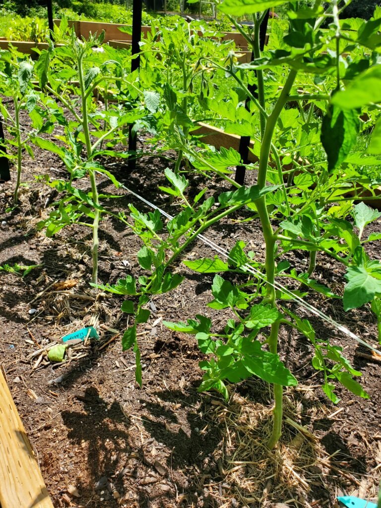 Image of healthy looking tomato plants that are held upright by weaving twine between them.