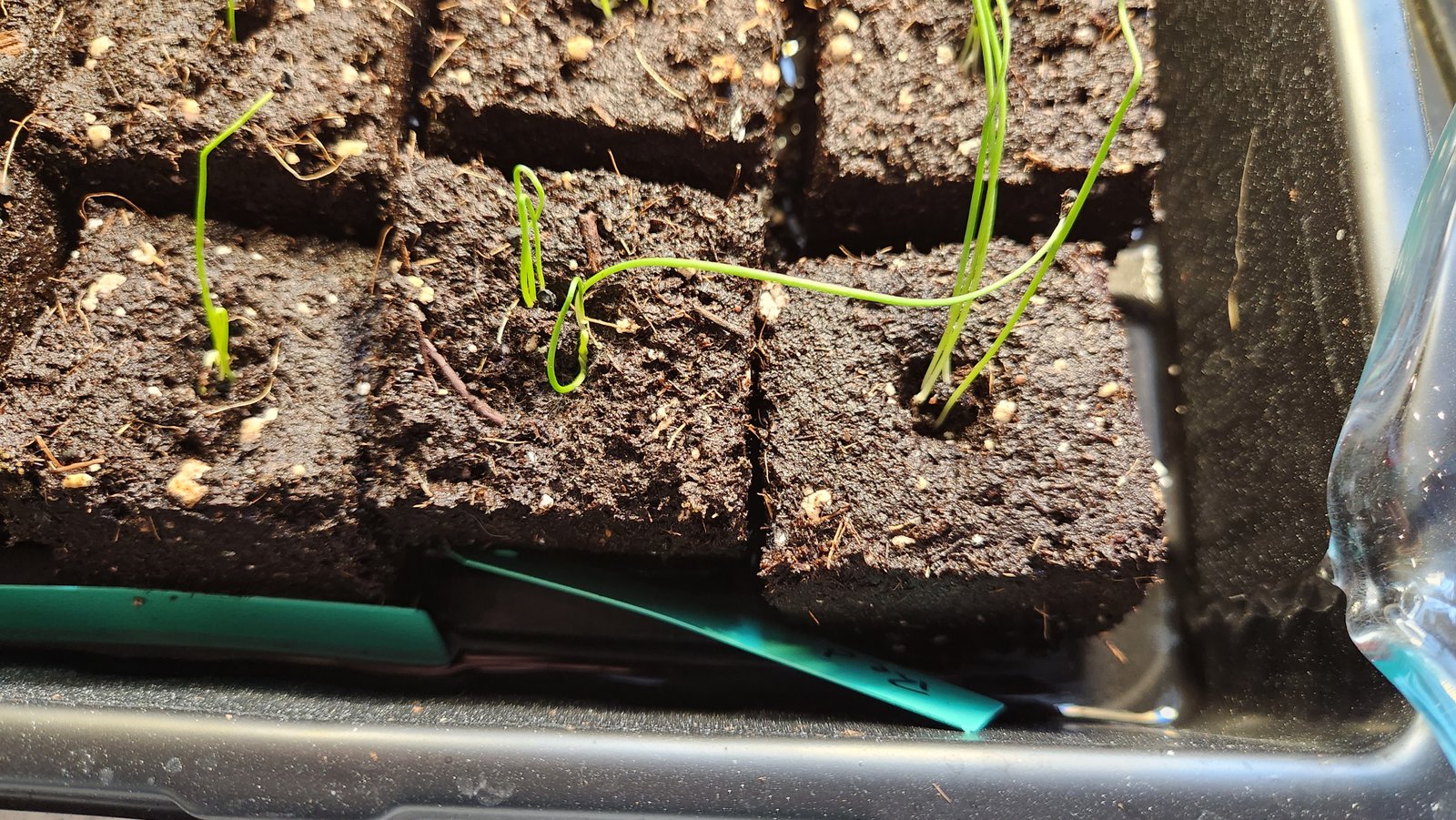 Watering a tray filled with soil blocks making sure not to water the blocks directly.