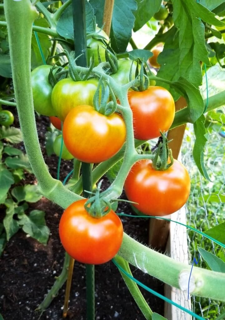 image of ripening tomatoes on the vine
