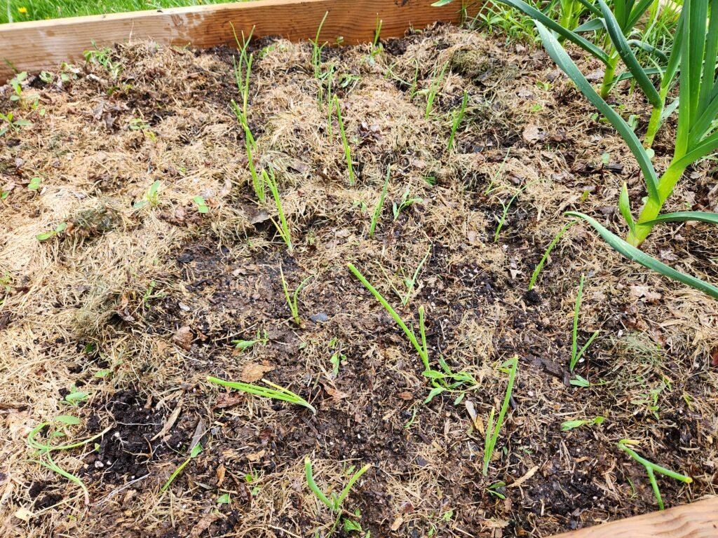 Mulched Garden Bed with Onions, garlic and Kale