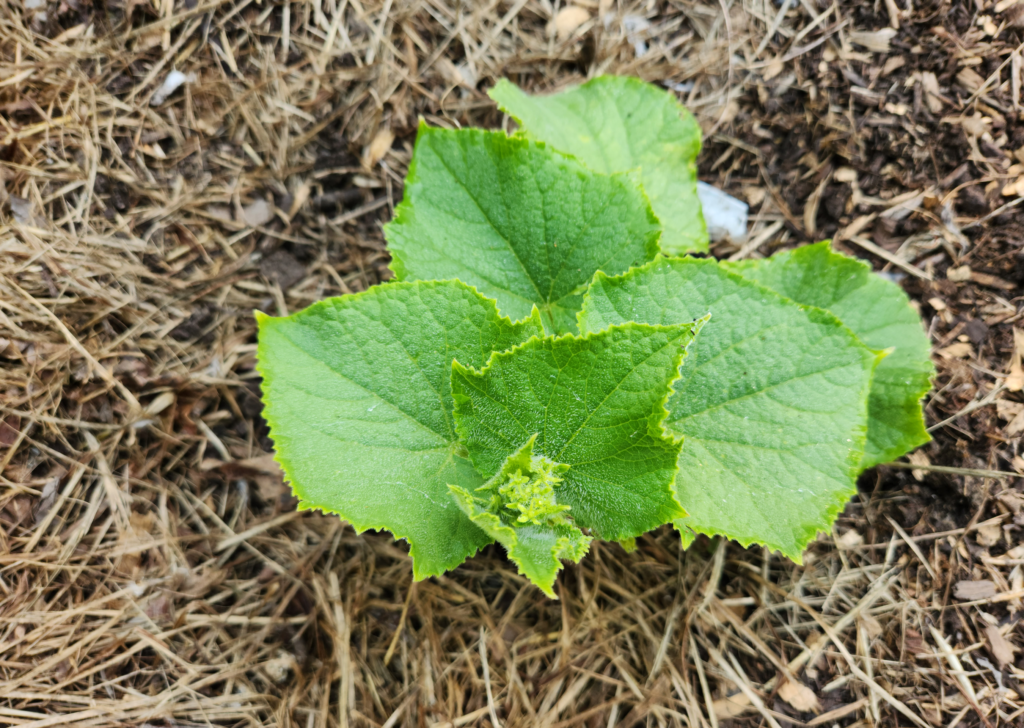 Cucumber Seedling Mulching Garden Bed