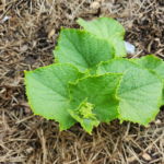Cucumber Seedling Mulching Garden Bed