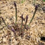 Asparagus in a garden bed ready to be picked.