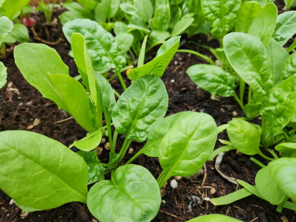 Spinach growing in a garden bed.