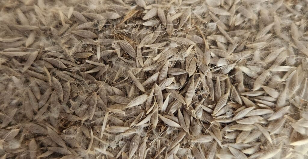 Romaine Lettuce Seeds