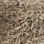 Romaine Lettuce Seeds