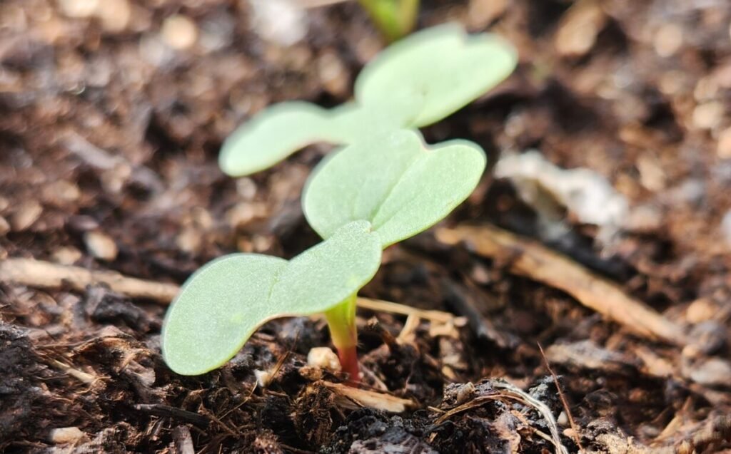 Radish Seedling