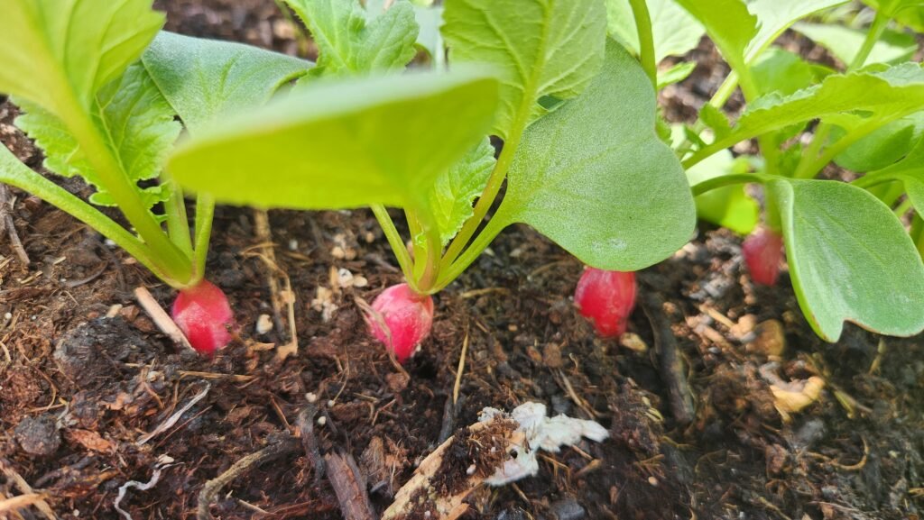 Radishes almost ready to harvest