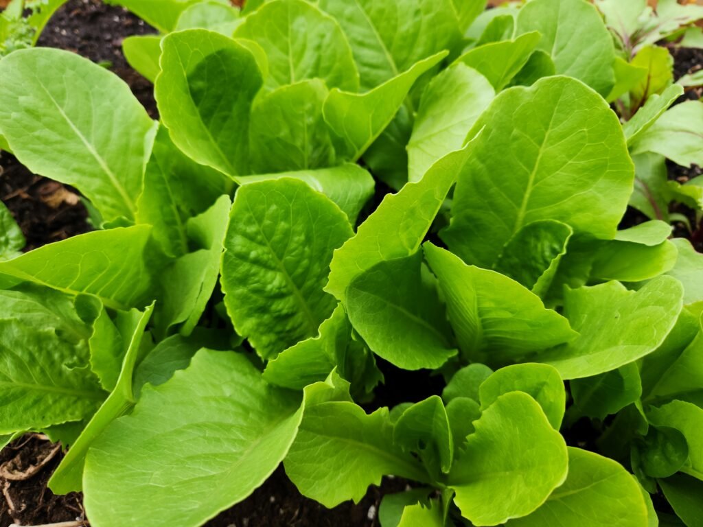 Romaine Lettuce.