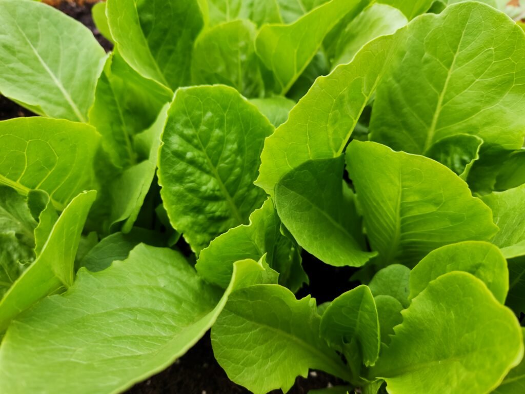 Romaine Lettuce ready to be harvested.