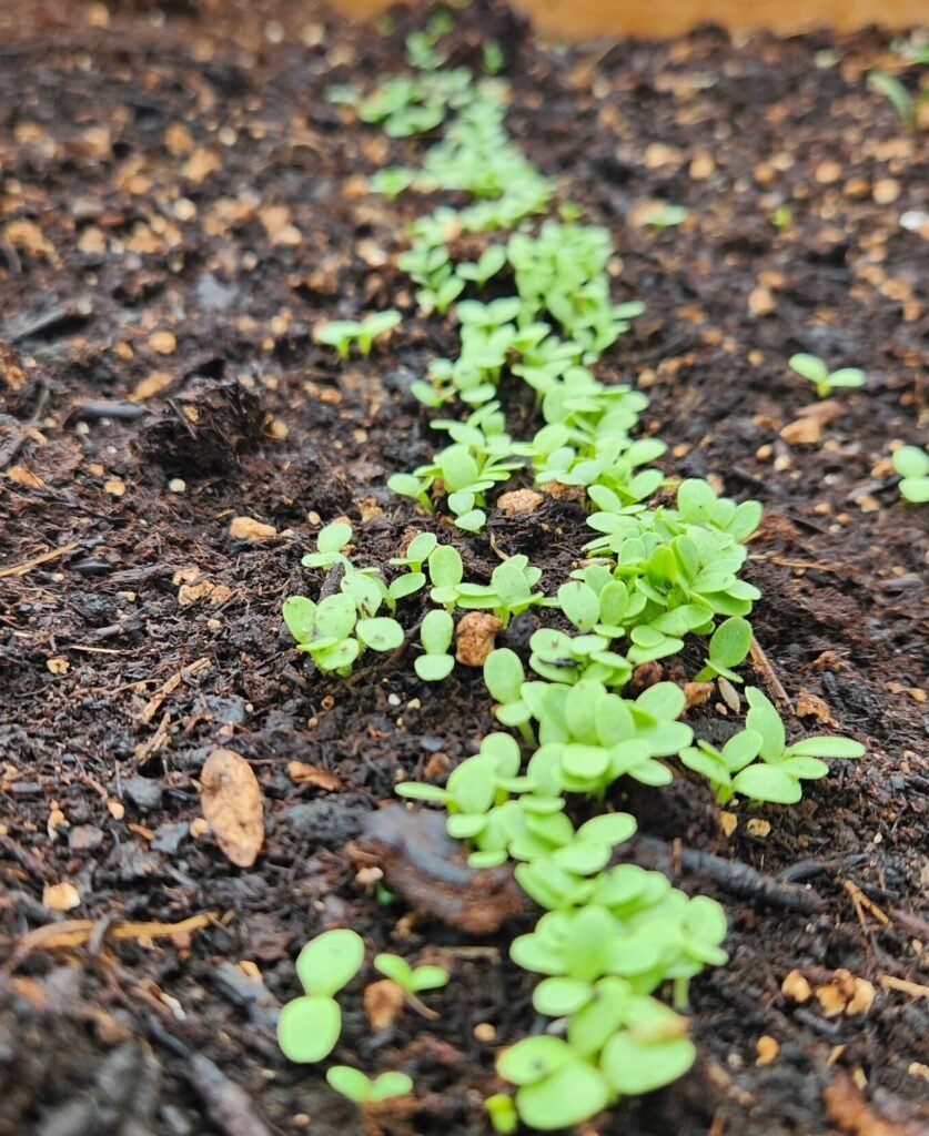 Row of lettuce seedlings planted very densely