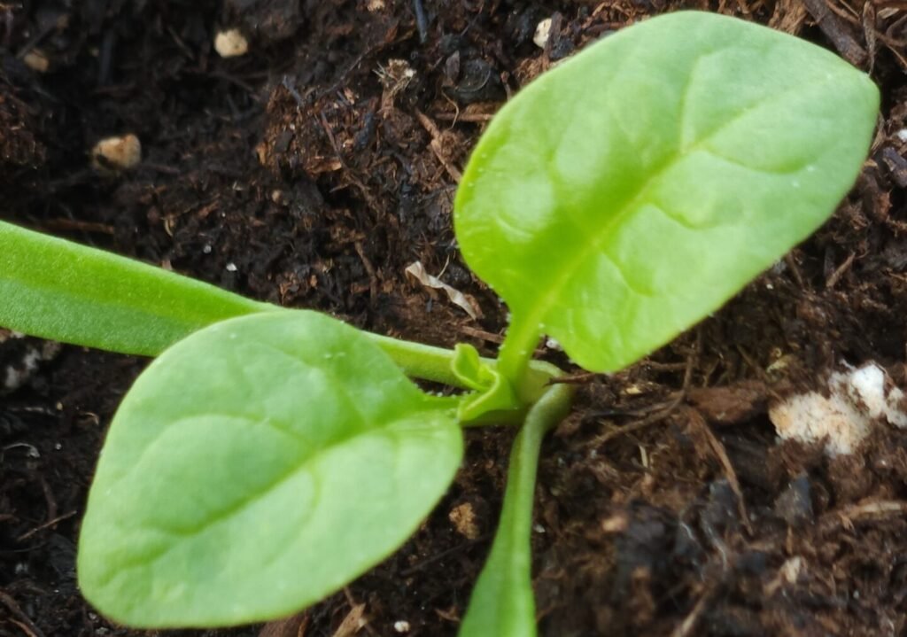 Spinach Seedling
