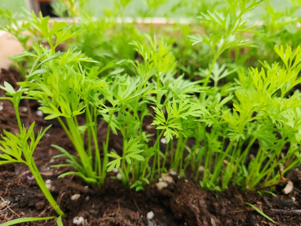 Young Carrots growing in a garden bed