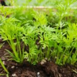 Young Carrots growing in a garden bed