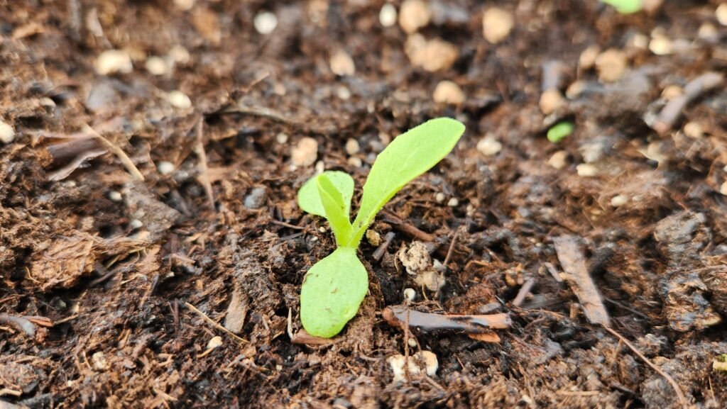 Young Lettuce Plant