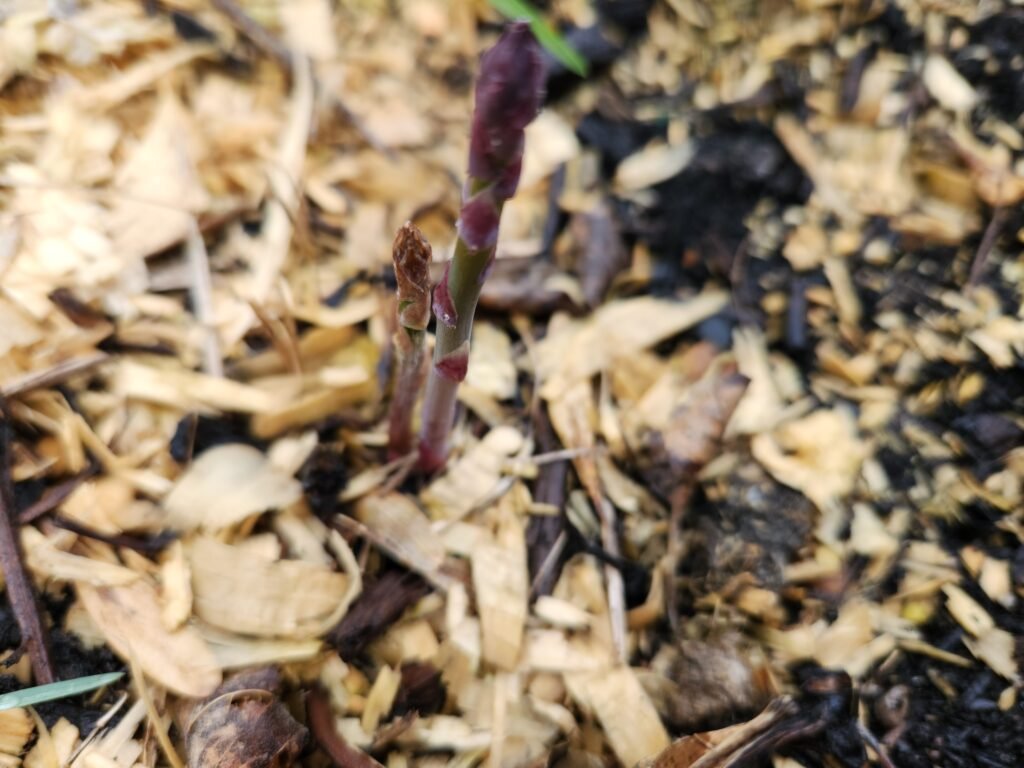 Two year old asparagus plant in a garden bed.