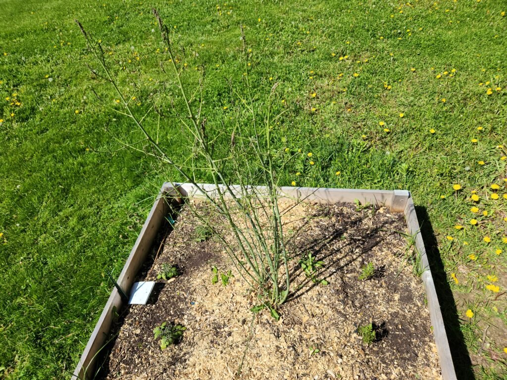 Asparagus that has gone to fern planted in a garden bed with Tomatoes and Marigolds.