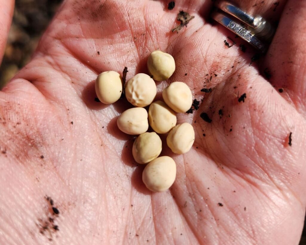 Showing peas in a hand about to be planted.