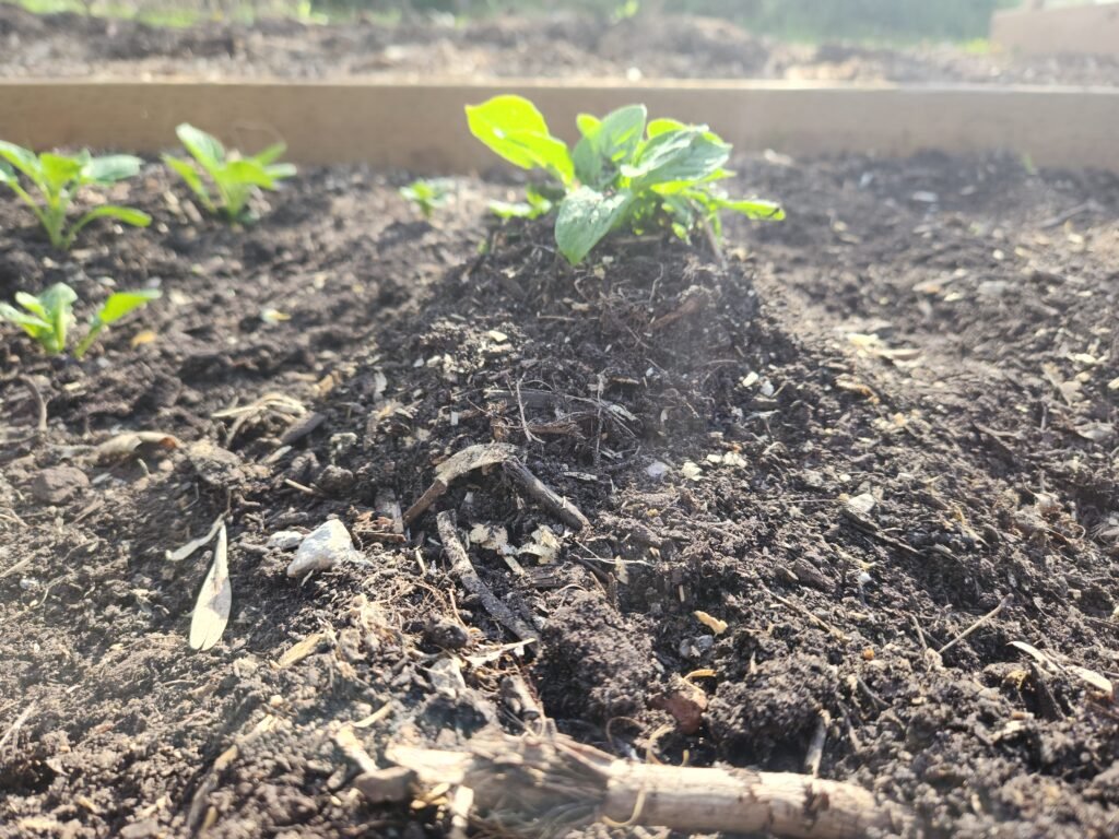 A hilled potato plant.