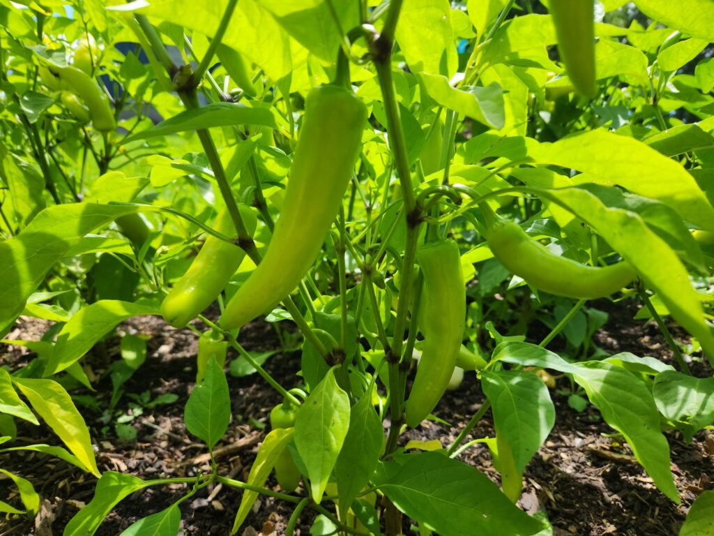 Hot Banana Peppers
