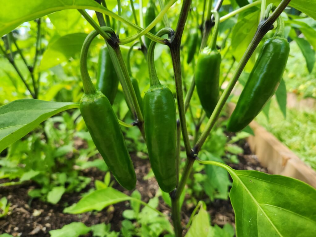 Jalapeno Peppers hanging on a pepper plant