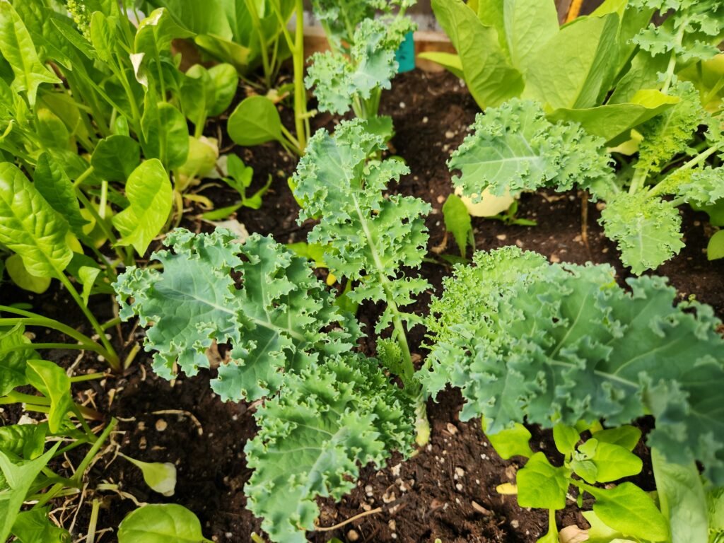 Kale ready to be harvested