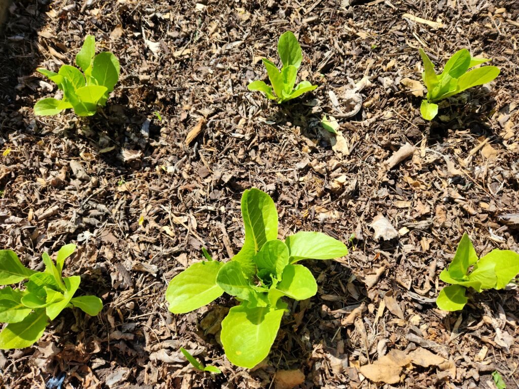 Six lettuce seedlings recently planted into a garden bed basking in the sun.