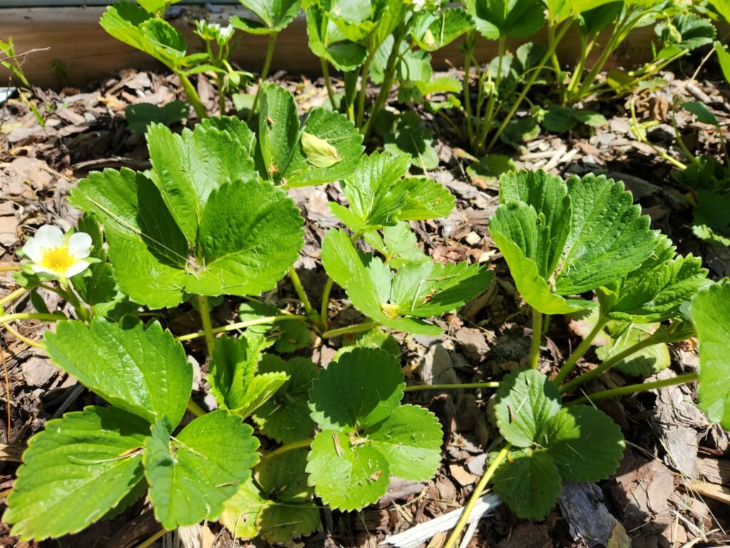 Strawberries planted in a garden bed mulched with wood chips.