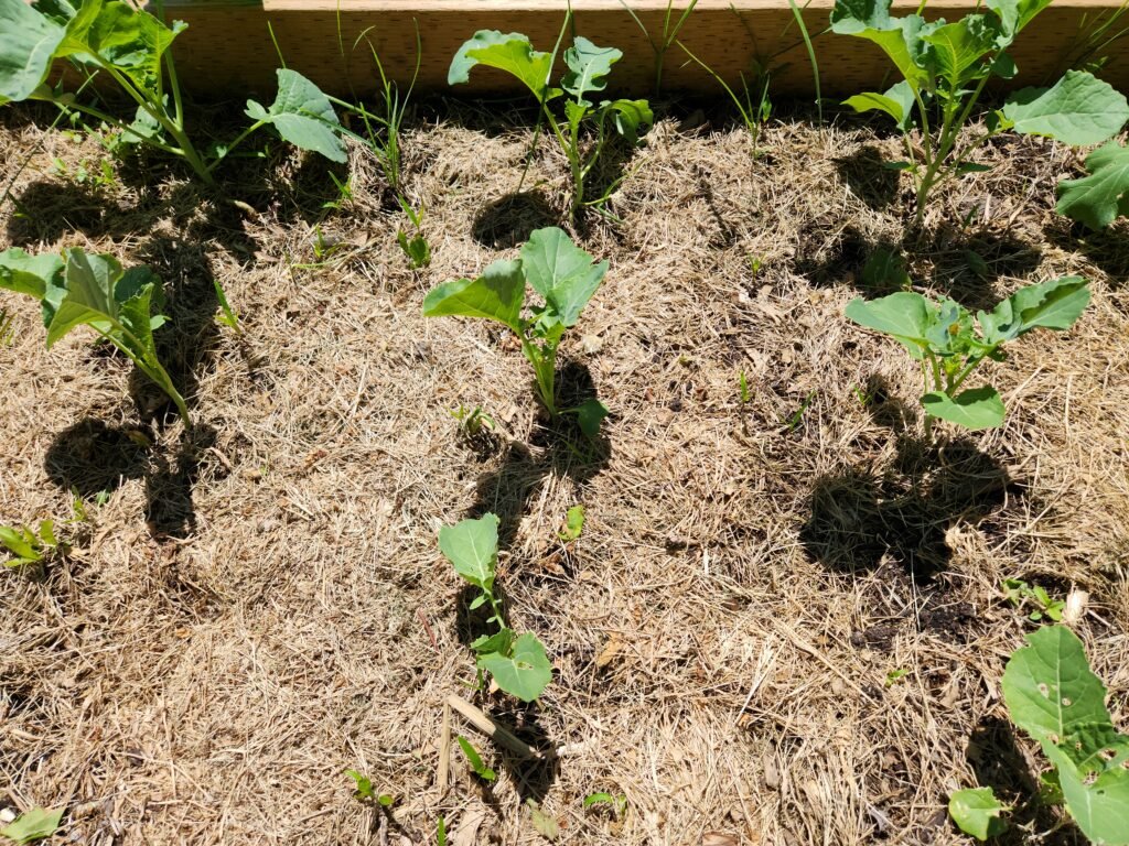 Broccoli in a raised garden bed mulched with grass clippings