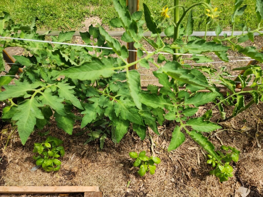 Tomato and basil plants in a garden bed mulched with grass clippings
