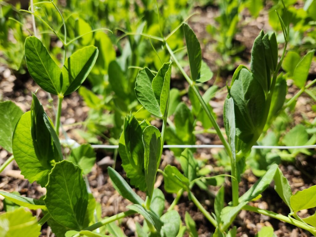 Close up picture of pea plants