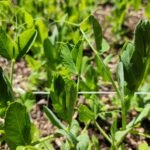Close up picture of pea plants