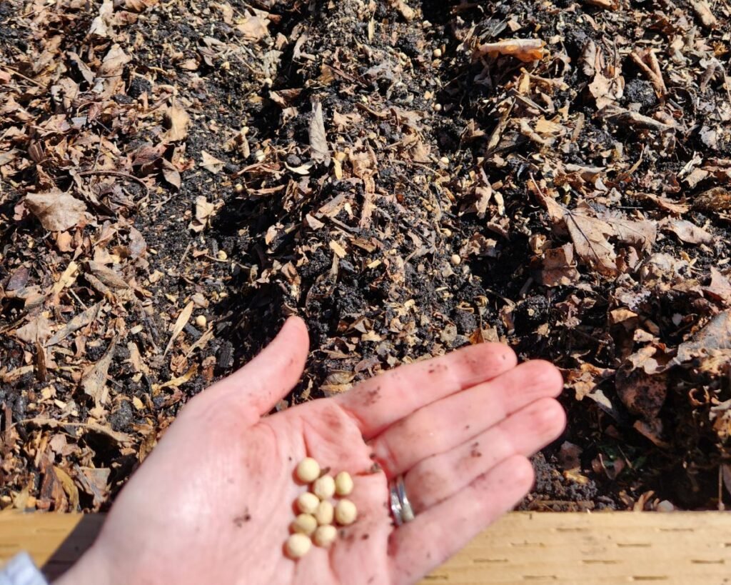 Showing peas in hand and rows dug to plant them into a raised garden bed.