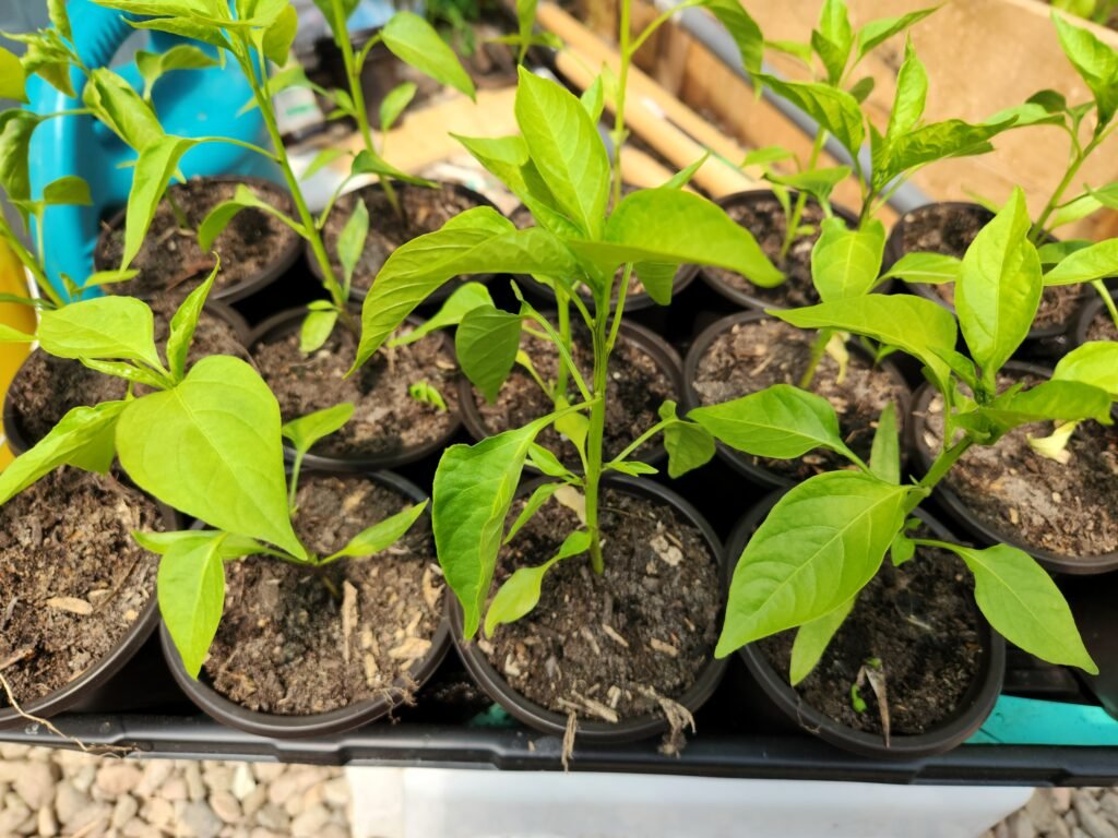 A bunch of pepper plants in a tray