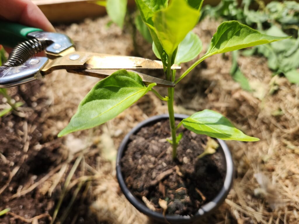 Pepper plant about to be topped.