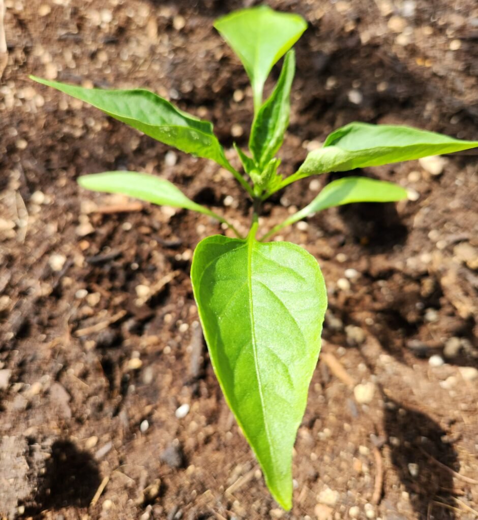 Pepper seedling recently transplanted.