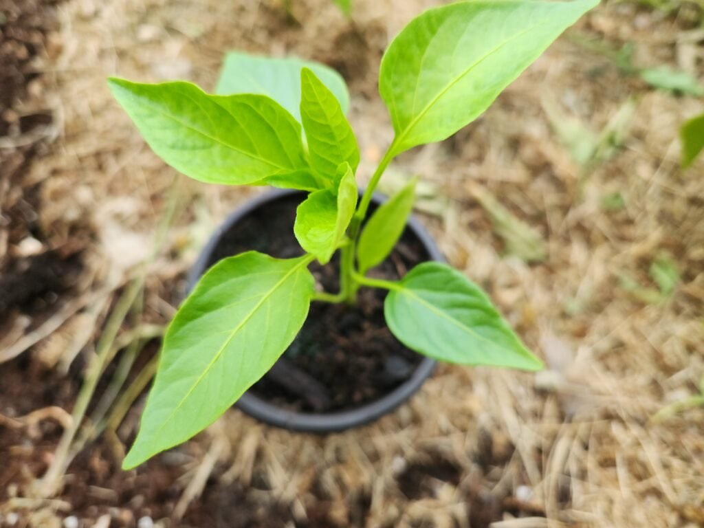 Pepper plant in a container ready to be transplanted.