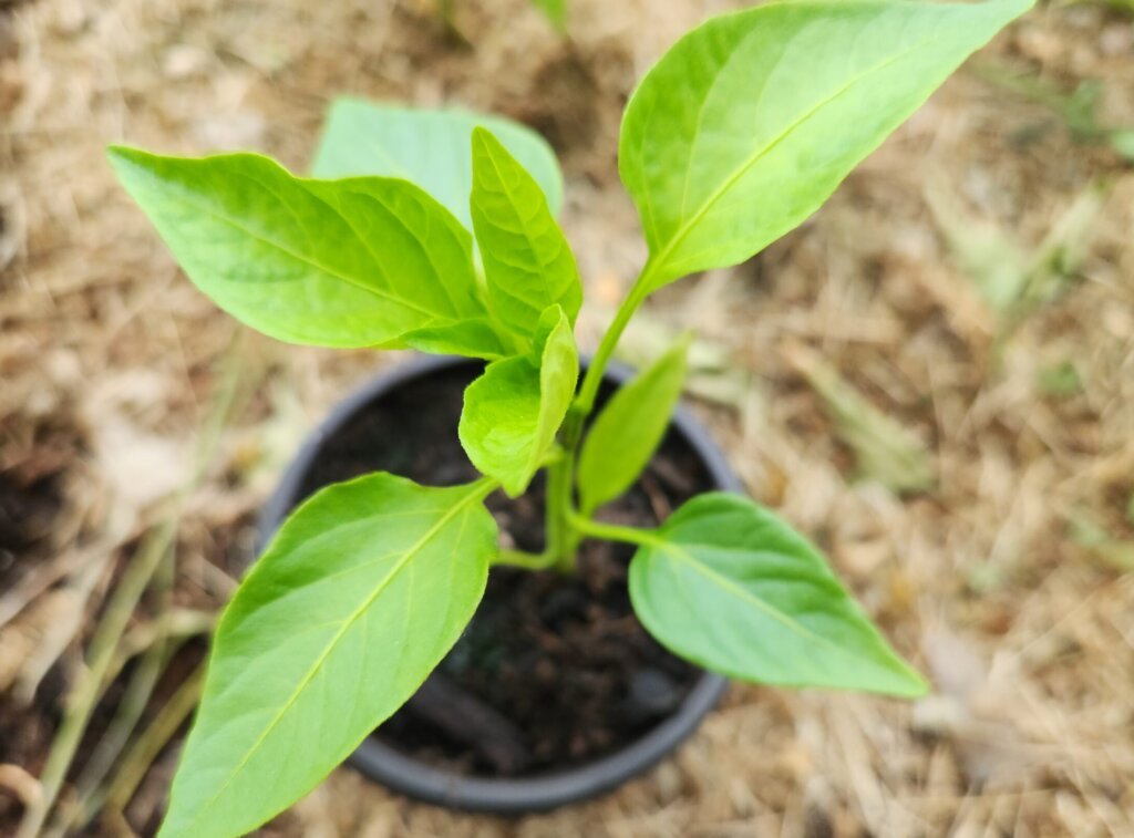 Pepper plant in a container ready to be transplanted.