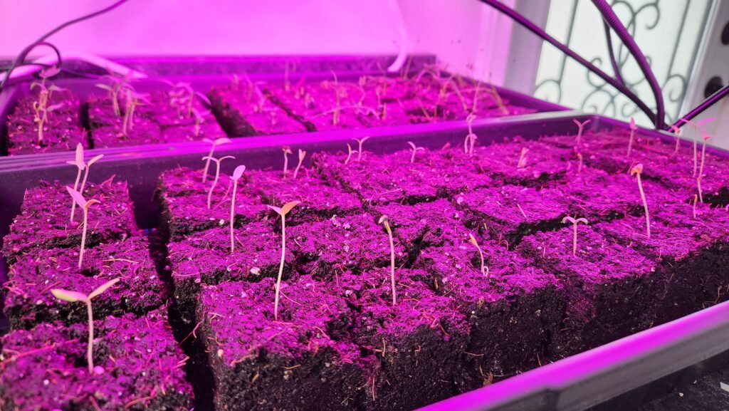 Seedling under a grow light planted in soil blocks.