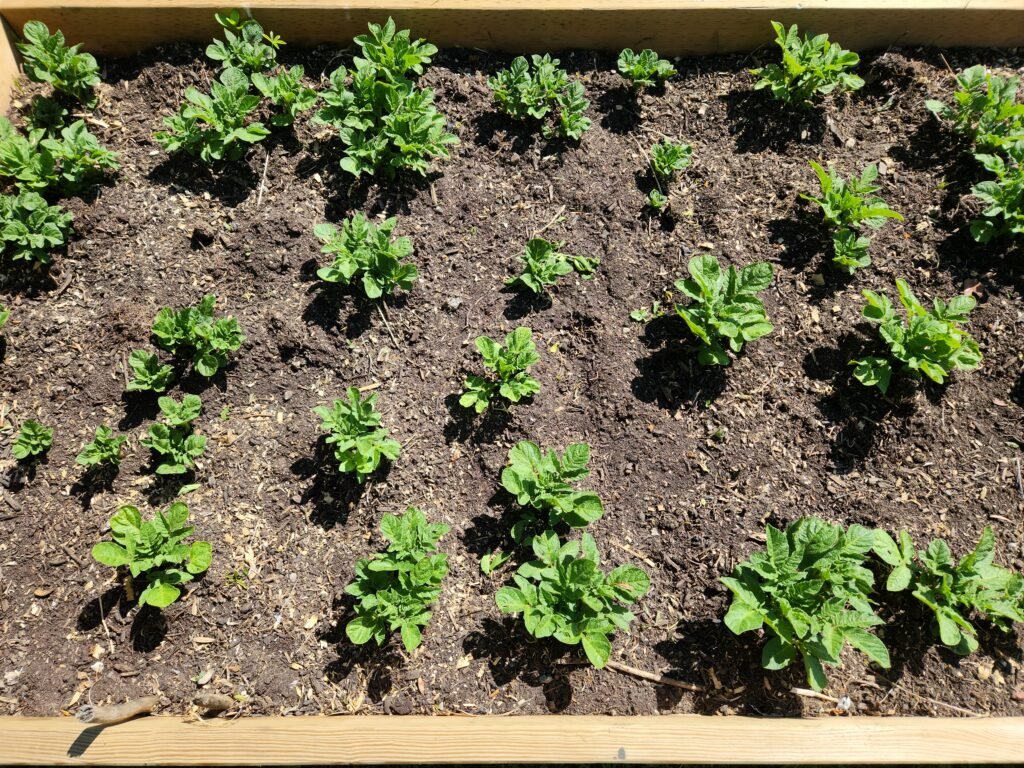 Potato plants filling up and entire raised garden bed.