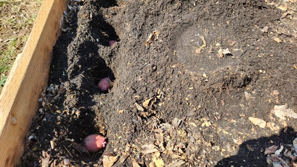 Trench dug in garden bed with seed potatoes planted at the bottom.