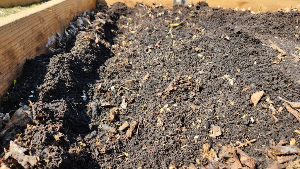 Trench in a garden bed after potatoes have been planted.