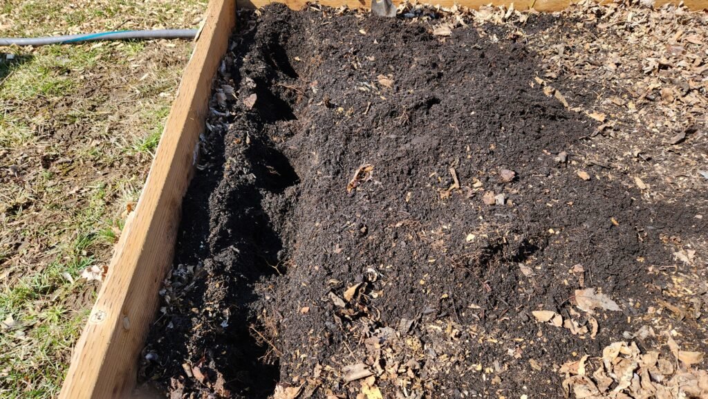 Trench dug into garden bed for potatoes to be planted.