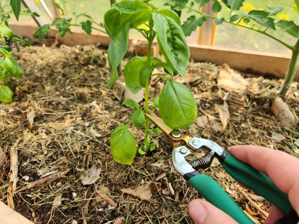 Removing a cutting from a basil plant to be propagated.