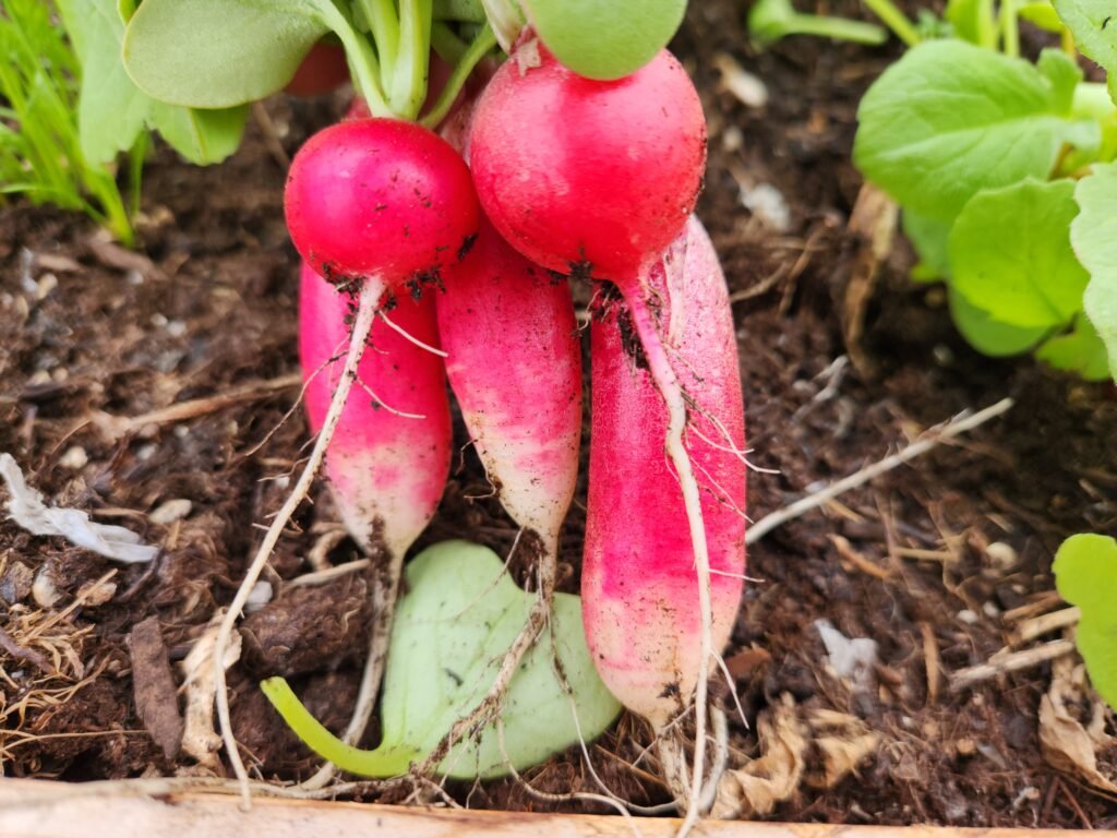 Radishes that were just harvested.