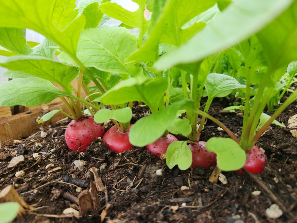 Full grown radishes ready to be harvested.