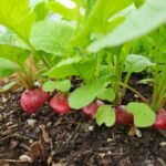 Full grown radishes ready to be harvested.